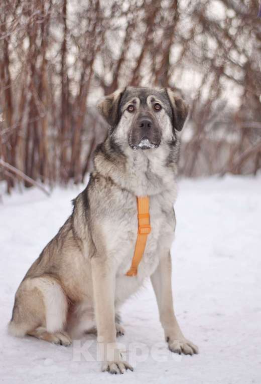 Собаки в Москве: Ласковый и добрый Сильвер в добрые руки Мальчик, Бесплатно - фото 5