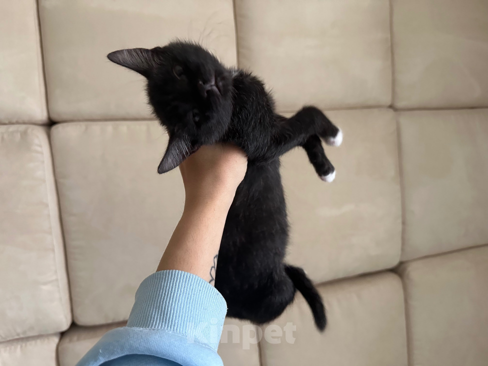 Кошки в Москве: Ищет дом Мальчик, Бесплатно - фото 2