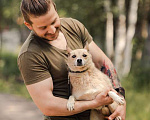 Собаки в Москве: Метис чихуахуа Руби в добрые руки Девочка, Бесплатно - фото 2
