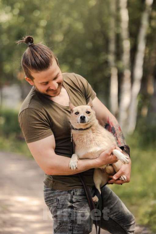 Собаки в Москве: Метис чихуахуа Руби в добрые руки Девочка, Бесплатно - фото 2