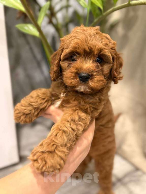 Собаки в Москве: Шикарный мини мальчик кавапу Мальчик, Бесплатно - фото 8