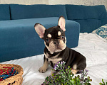 Собаки в Красноярске: Французский бульдог щенок, девочка Девочка, Бесплатно - фото 7