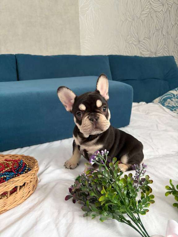 Собаки в Красноярске: Французский бульдог щенок, девочка Девочка, Бесплатно - фото 7