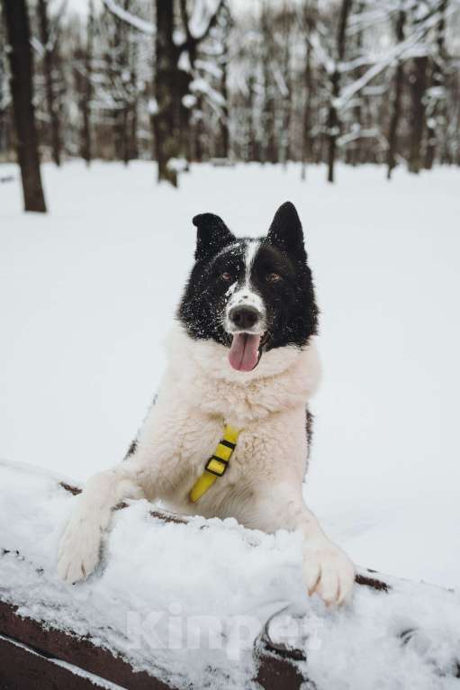 Собаки в Москве: Север – энергичный пес, рожденный для приключений.💫 Мальчик, Бесплатно - фото 5