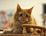 Кошки в Одинцово: Джамал Мальчик, 30 000 руб. - фото 4