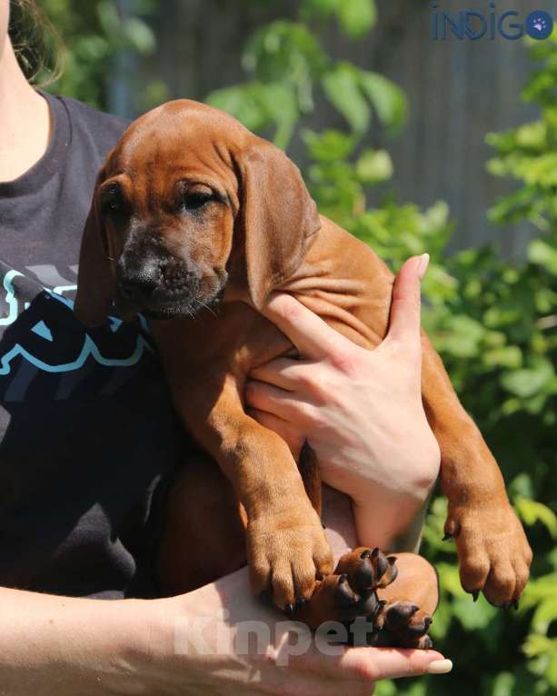 Собаки в Санкт-Петербурге: Породный питомник. Родезийский риджбек щенок девочка. Девочка, 50 000 руб. - фото 2