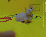 Кошки в Моздоке: Очаровательные двэльфочки Девочка, Бесплатно - фото 2