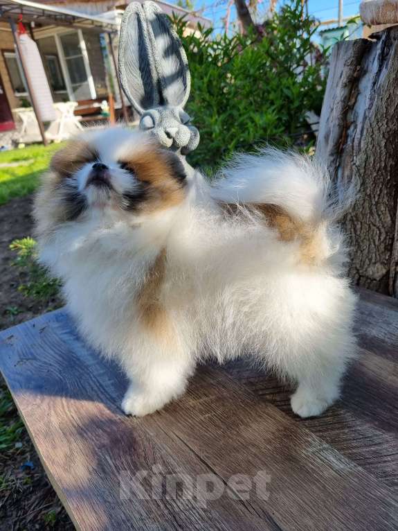 Собаки в Котельниково: Мальчик 2 Мальчик, 80 000 руб. - фото 2