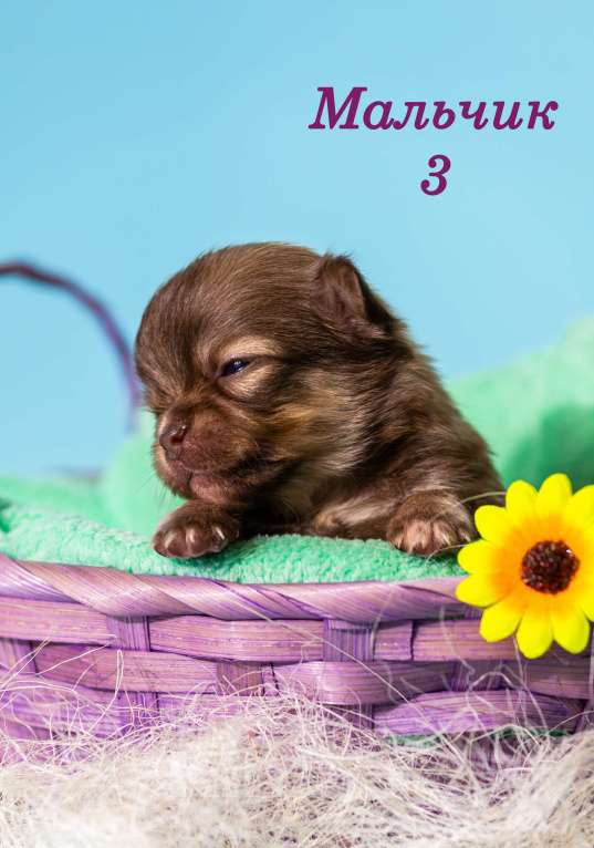 Собаки в Казани: щенки чихуахуа Мальчик, 50 000 руб. - фото 2