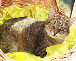 Кошки в Калуге: Киска Ириска. Милая миниатюрная кошка в добрые руки. Девочка, Бесплатно - фото 8