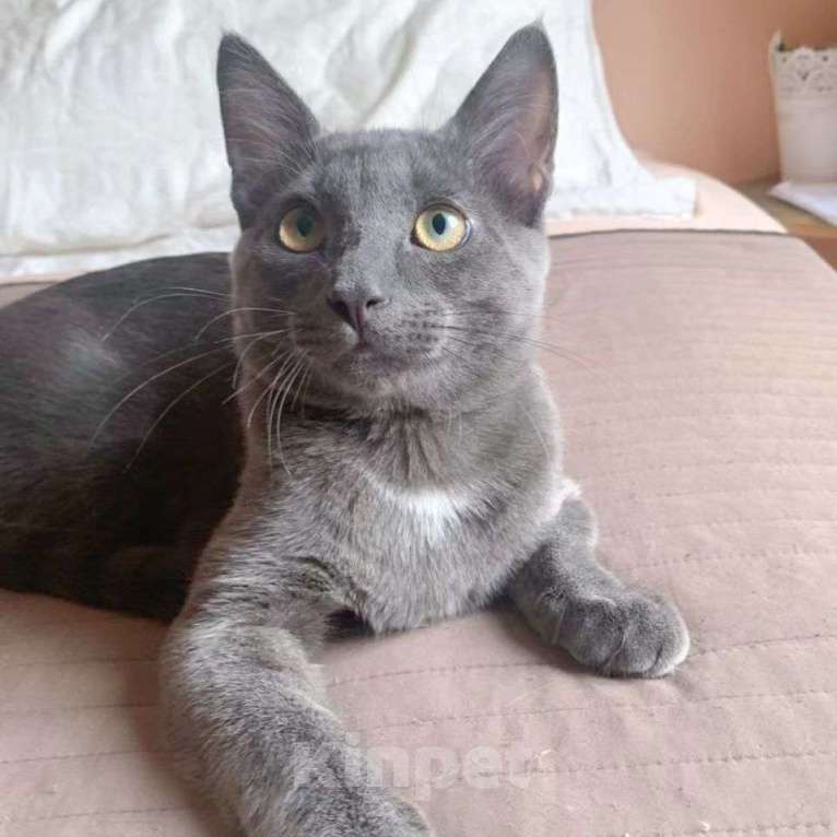 Кошки в Москве: Котенка русской голубой выкинули Мальчик, Бесплатно - фото 4