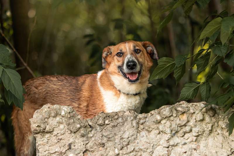 Собаки в Москве: Веснушчатый пёс Лео ищет дом Мальчик, 1 руб. - фото 4