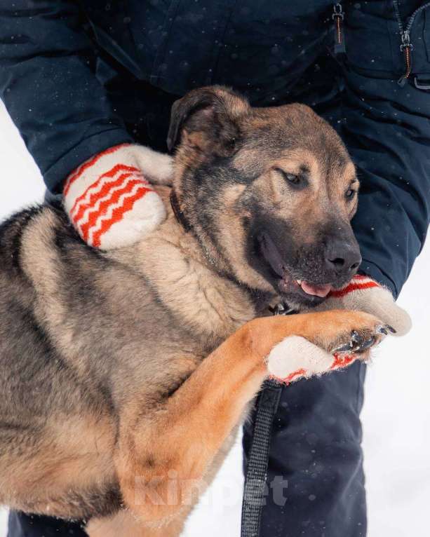 Собаки в других городах Московской области: Чивас ждет чуда Мальчик, Бесплатно - фото 8
