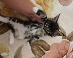 Кошки в Саратове: котята мейн-кун Мальчик, Бесплатно - фото 3