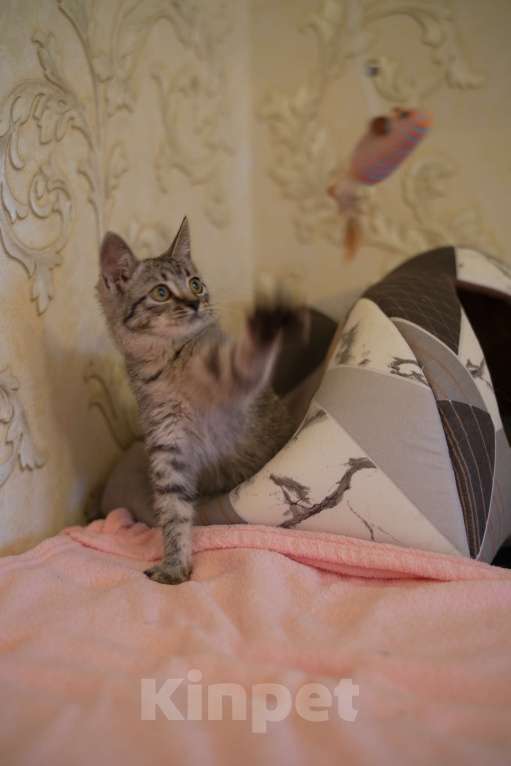 Кошки в Москве: Малышка Мелисса ищет семью Девочка, Бесплатно - фото 8