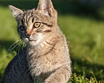 Кошки в Апрелевке: Ласковый котенок ищет дом  Мальчик, Бесплатно - фото 1