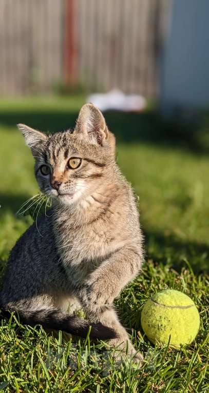 Кошки в Апрелевке: Ласковый котенок ищет дом  Мальчик, Бесплатно - фото 1
