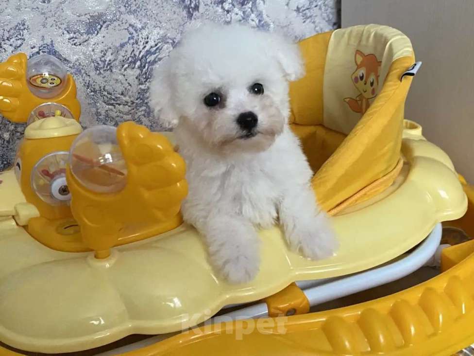 Собаки в Москве: Мальчишка Бишон Мальчик, 40 000 руб. - фото 5