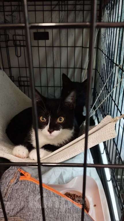 Кошки в Санкт-Петербурге: 🌟ФРИДА ИЩЕТ ДОМ  Девочка, Бесплатно - фото 3