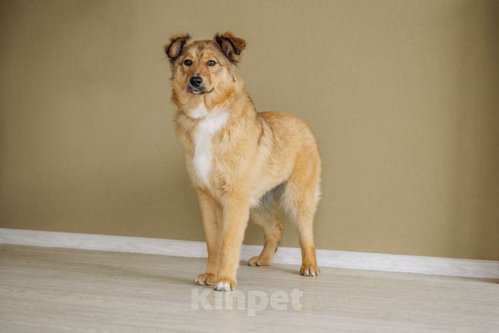 Собаки в Москве: Рыжая Оливка ищет свою семью Девочка, Бесплатно - фото 4