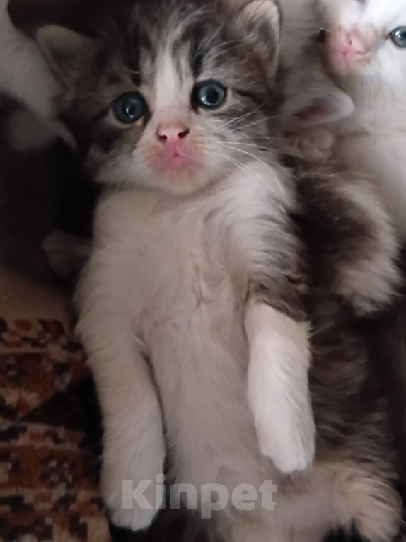 Кошки в Владикавказе: Котёнок в добрые руки Девочка, Бесплатно - фото 2