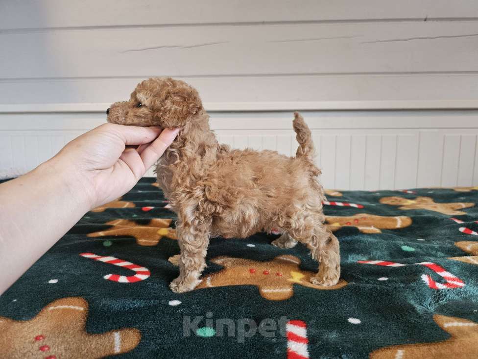 Собаки в Москве: Щенки той и миниатюрного пуделя Мальчик, 50 000 руб. - фото 1