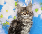 Кошки в Москве: Котёнок Мейн Кун Девочка из питомника Девочка, 50 000 руб. - фото 2