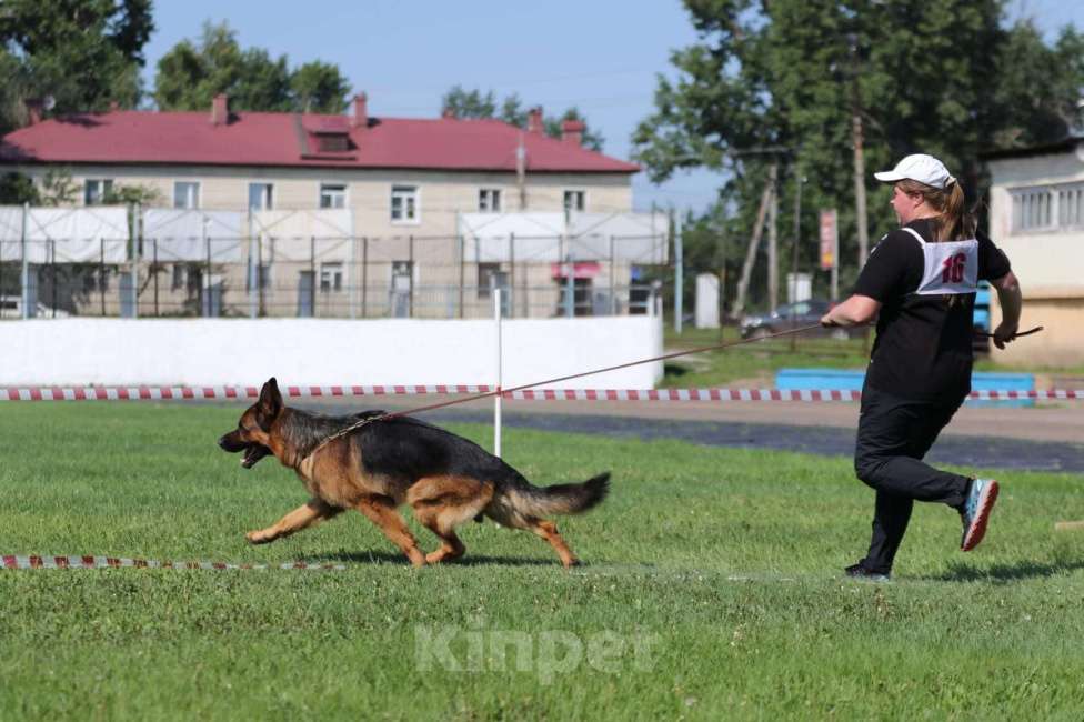Собаки в Иркутске: Щенки немецкой овчарки в иркутске Девочка, 55 000 руб. - фото 9