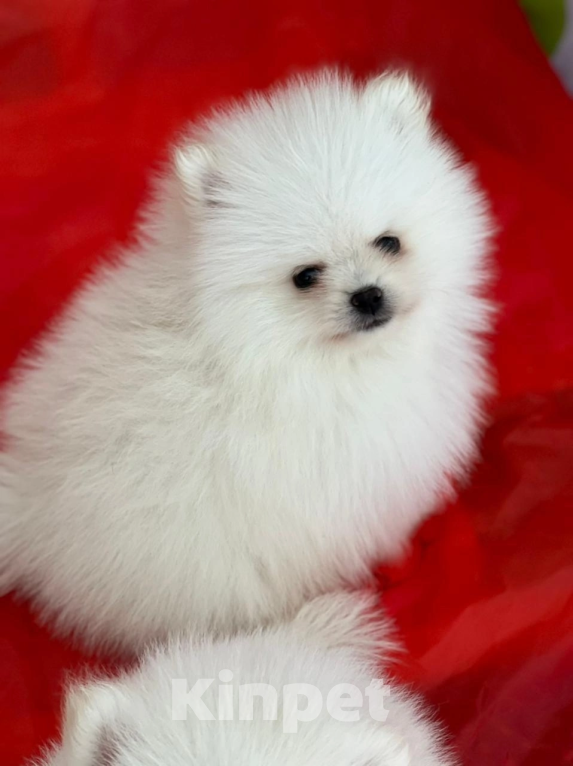 Собаки в Самаре: Щеночки Шпиц🐶❤️ Мальчик, 50 000 руб. - фото 1
