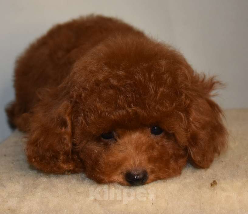 Собаки в Москве: Той-пудель девочка 1 Девочка, 150 000 руб. - фото 2