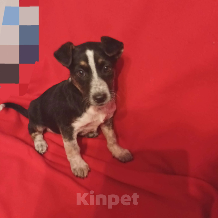 Собаки в Санкт-Петербурге: Щенок в добрые руки  Девочка, Бесплатно - фото 1