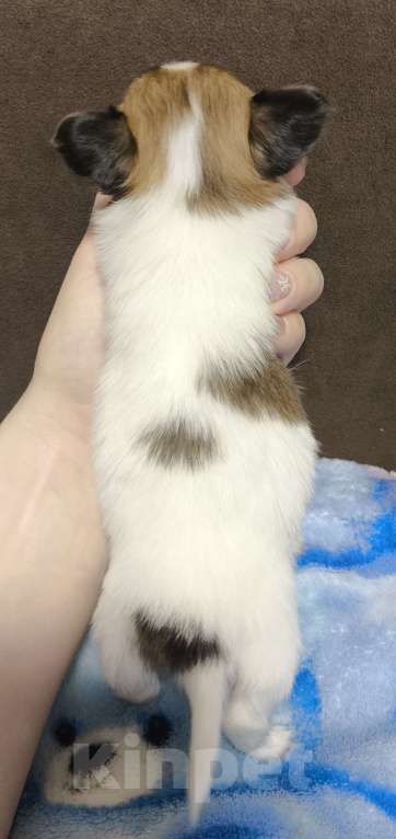 Собаки в Липецке: Папийон девочка соболь  Девочка, 55 000 руб. - фото 2