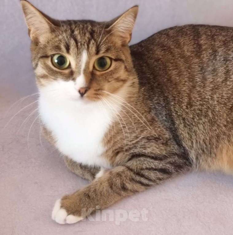 Кошки в Москве: Алису не замечают из-за "слишком обычной" внешности Девочка, Бесплатно - фото 4