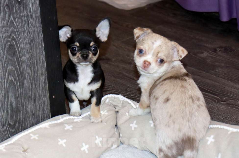 Собаки в Москве: Чудесный мальчик чихуа Мальчик, 55 000 руб. - фото 2