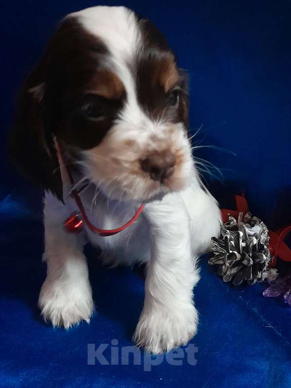 Собаки в Рыбинске: Девочка Английского кокера спаниеля  Девочка, 60 000 руб. - фото 8