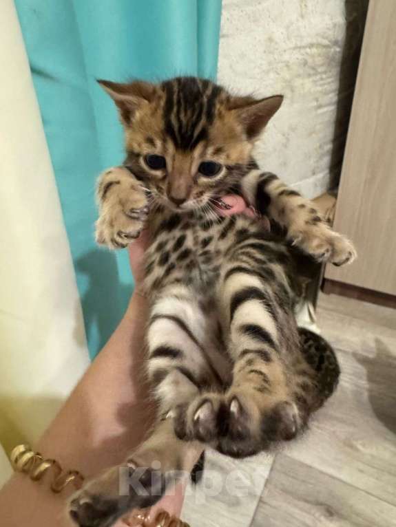 Кошки в других городах Саратовской области: Бенгальский кот  Мальчик, 10 000 руб. - фото 3