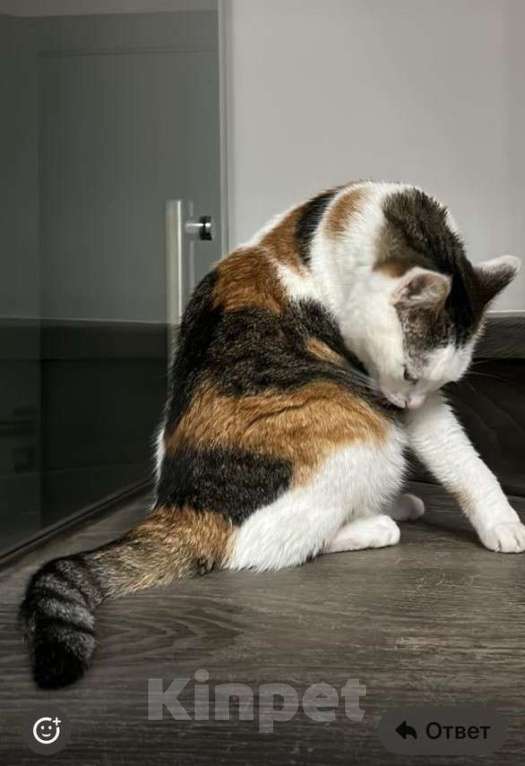 Кошки в Москве: Пропала кошка!!! Девочка, 5 000 руб. - фото 2