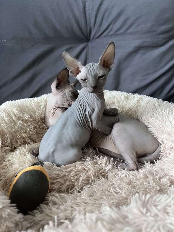 Кошки в Ярославле: Котенок породы Канадский сфинкс  Мальчик, 13 000 руб. - фото 5