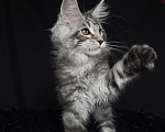 Кошки в Москве: Мейн-кун котенок Мальчик, Бесплатно - фото 7