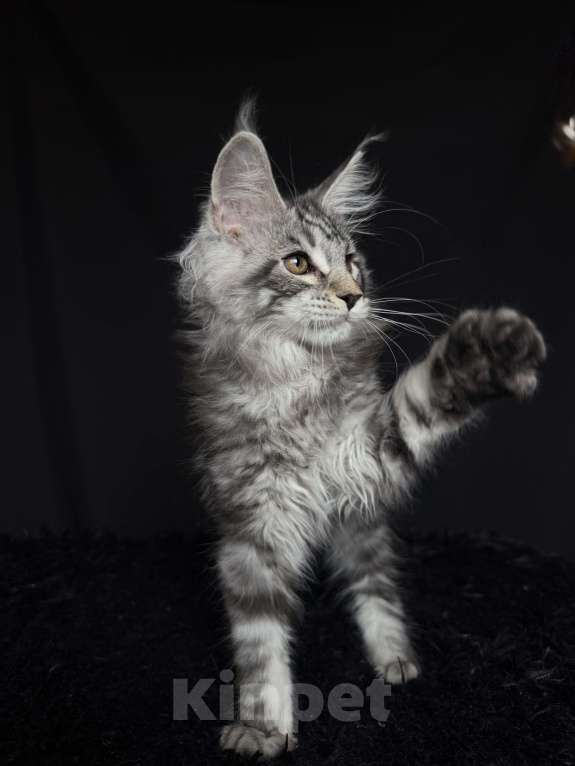 Кошки в Москве: Мейн-кун котенок Мальчик, Бесплатно - фото 7