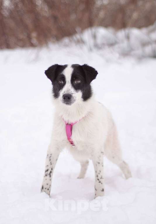 Собаки в Москве: Маленькая леди Мадлен в добрые руки Девочка, Бесплатно - фото 4