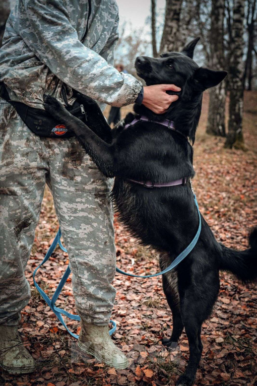 Собаки в Москве: Герда Девочка, Бесплатно - фото 5