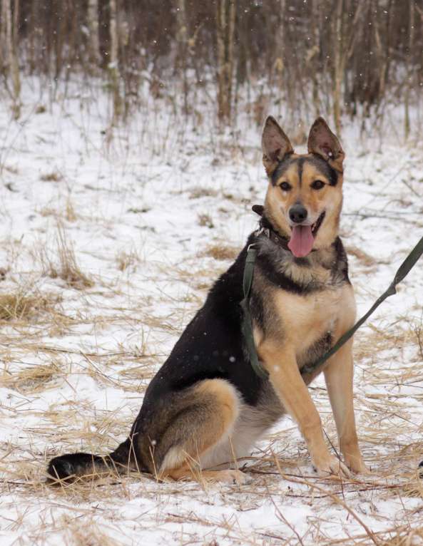 Собаки в Ногинске: Джесси Девочка, Бесплатно - фото 4