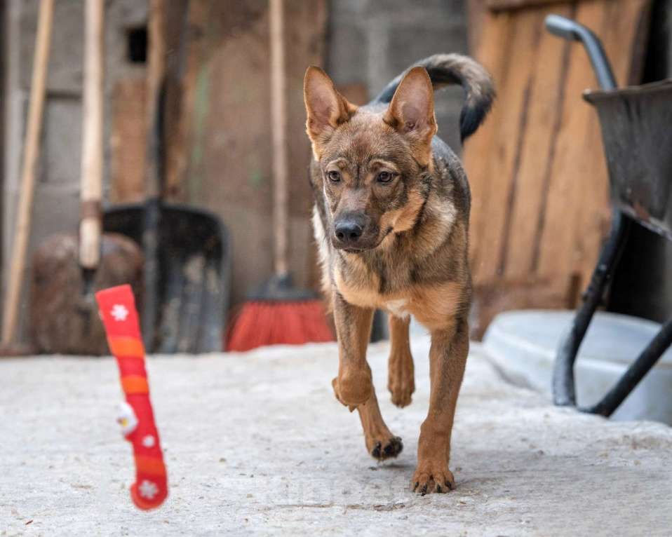 Собаки в Москве: Мира - лучшая собака в мире Девочка, Бесплатно - фото 6