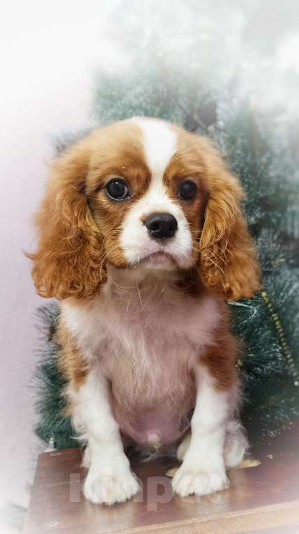 Собаки в Москве: Мальчуганы  Мальчик, 80 000 руб. - фото 1