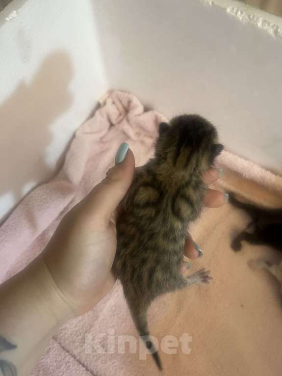 Кошки в Москве: Котята в добрые руки бесплатно  Мальчик, Бесплатно - фото 8