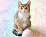 Кошки в Санкт-Петербурге: Котята Девочка, Бесплатно - фото 1