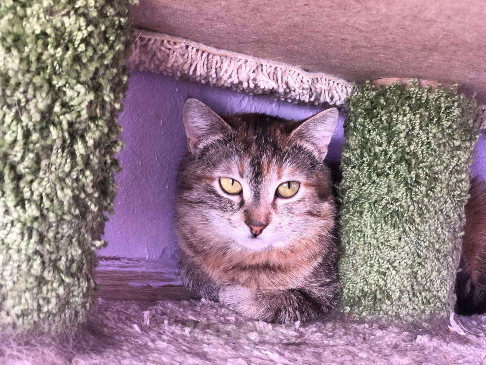 Кошки в Дмитрове: Подростковая кошечка Веста. Девочка, Бесплатно - фото 6