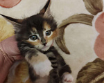 Кошки в Саратове: котята мейн-кун Мальчик, Бесплатно - фото 2