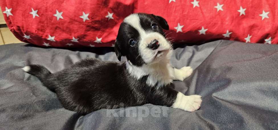 Собаки в Санкт-Петербурге: Вельш-корги-кардиган  Мальчик, Бесплатно - фото 2